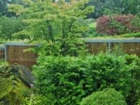 sedum roof